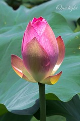 荷花-1