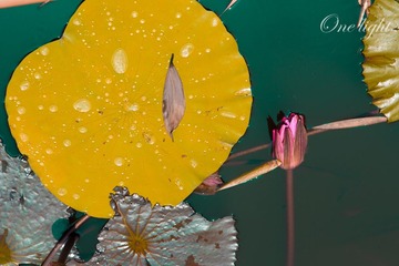 荷花-3