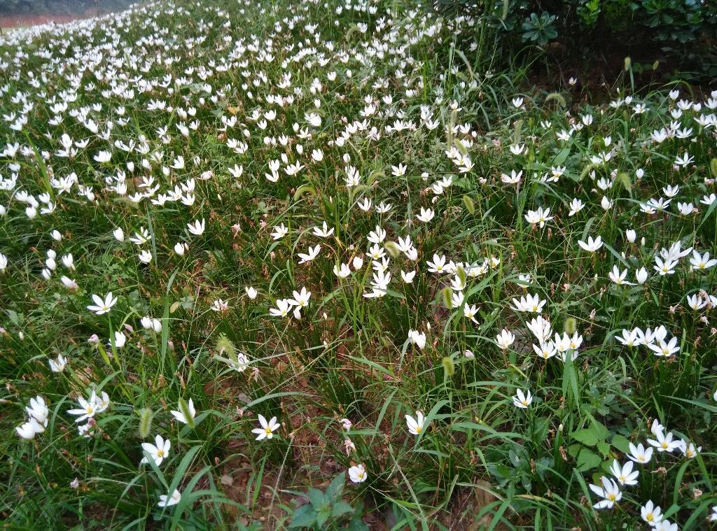 小花