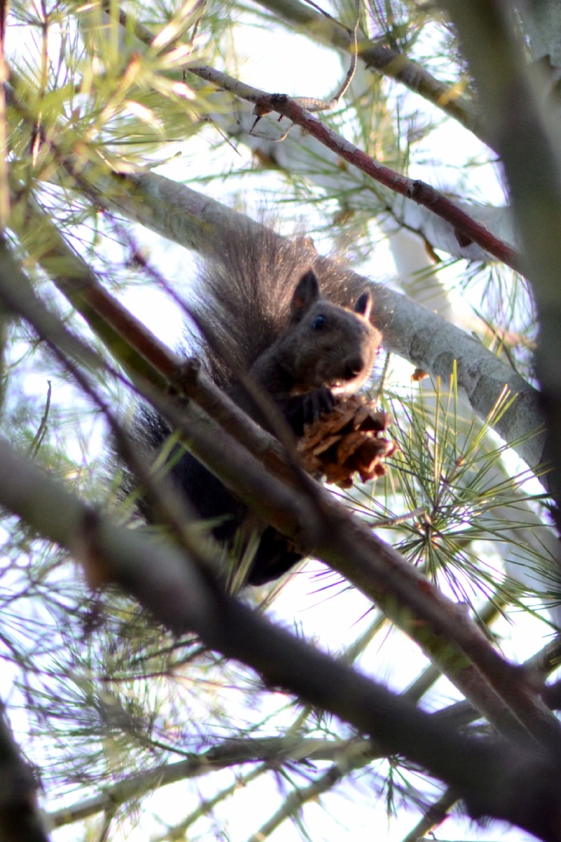 松鼠吃松塔摄于颐和园玉澜堂院内