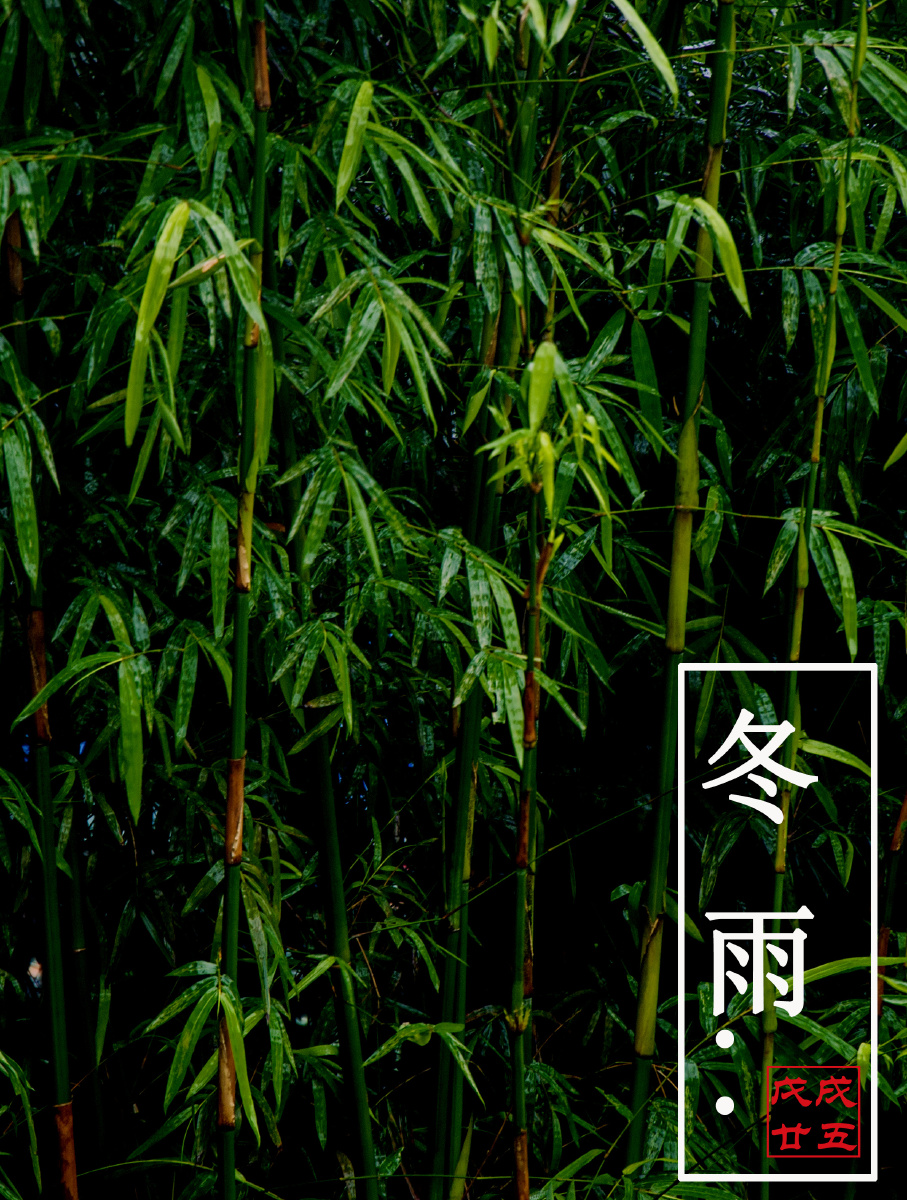 冬雨中的竹子.