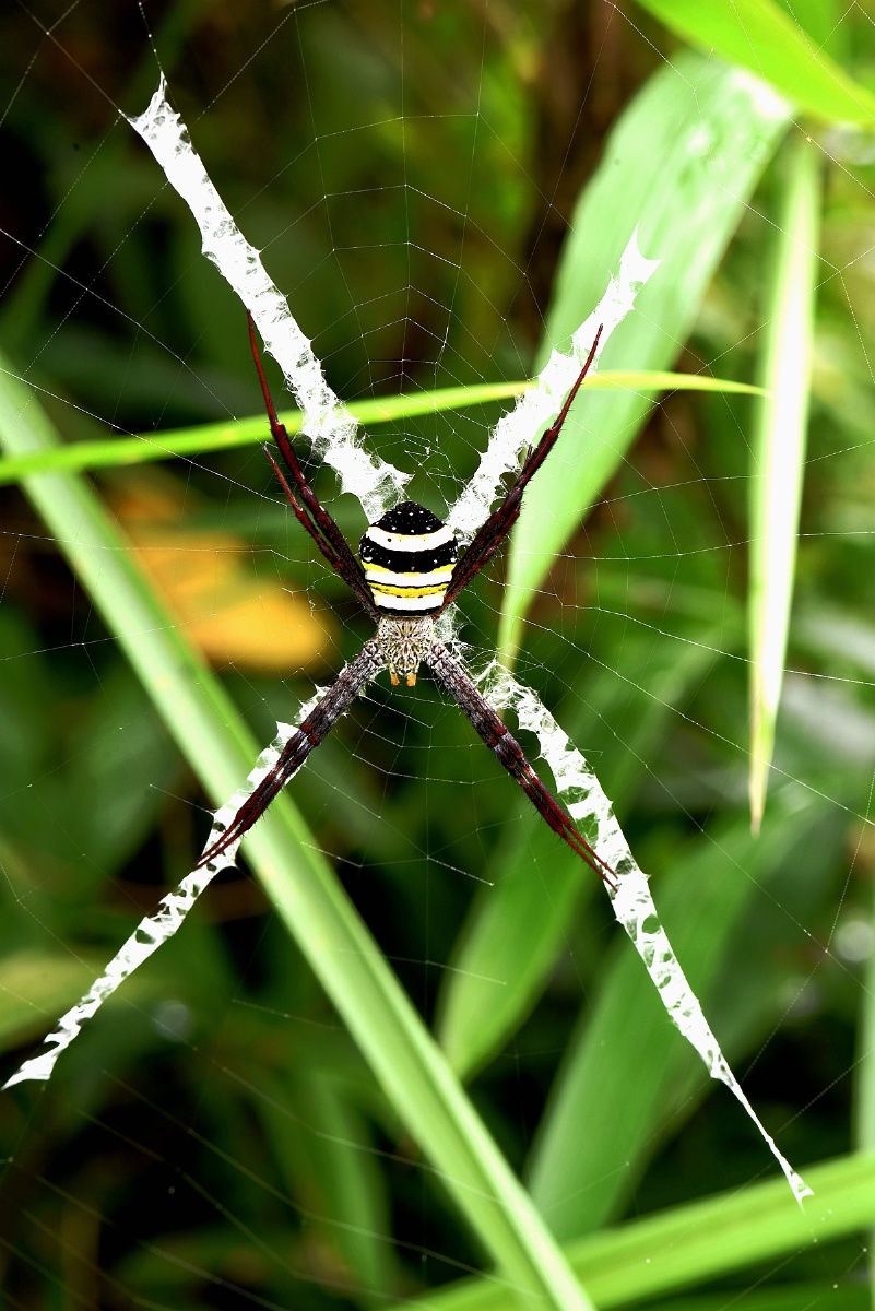 悦目金蛛. - 草木缘 - 图虫