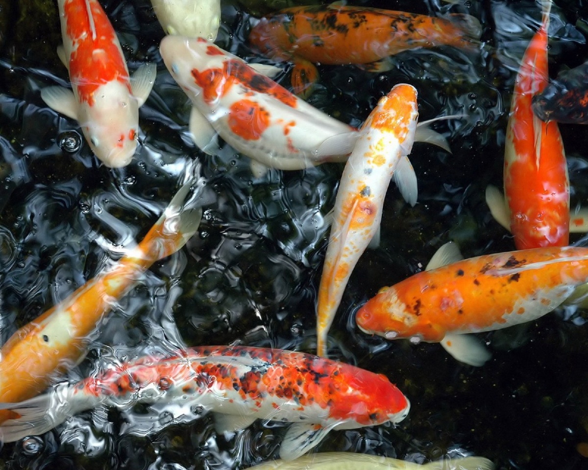 有这好运象征的锦鲤