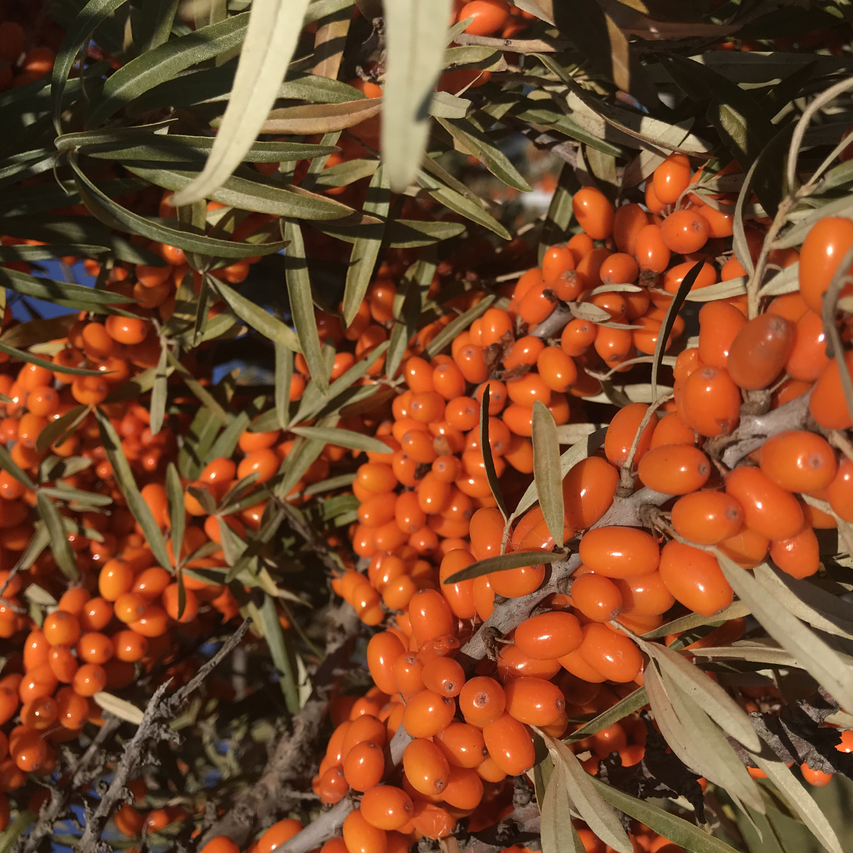 新疆阿勒泰大果沙棘