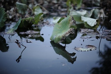 IMG_2311.JPG