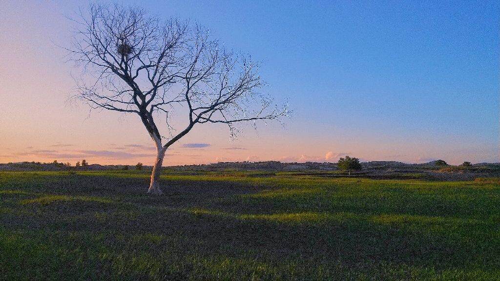 枯木夕阳