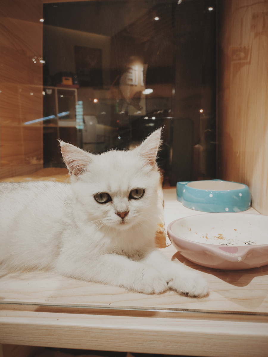 伟德国际懒猫小说最新版