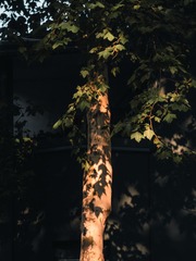 1000027271