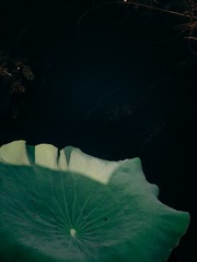 1000034050