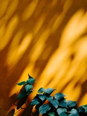 1000246358