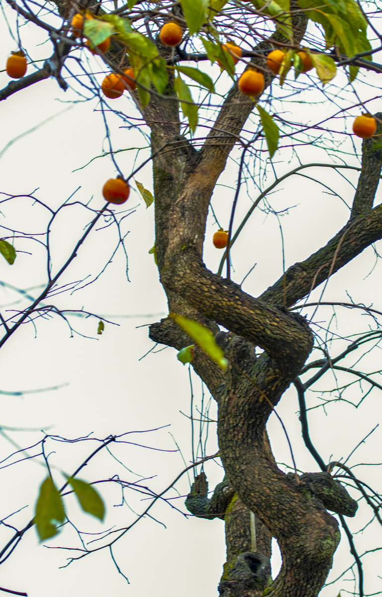 未足赤絮语深秋景美好时节又到柿柿如意时