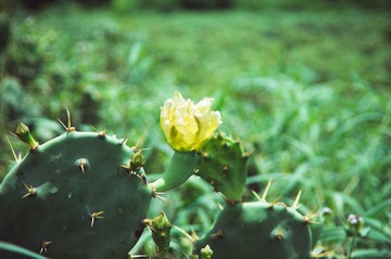 IMGP2433.jpg