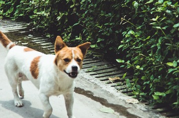 IMGP1726.jpg