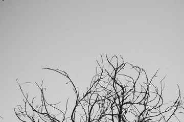 IMGP3341.jpg