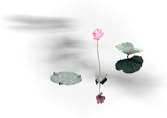 孤芳自赏