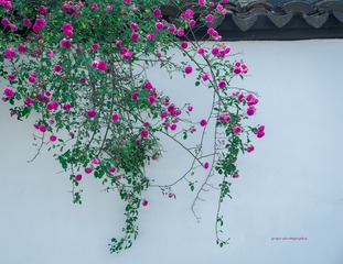 春意闹