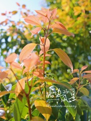 EDFCDAFB-1AF7-41BA-B217-3FFE817CD9CD/L0/001