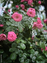 5FB6F055-7A98-4028-A6C6-3F8EDCE36327/L0/001