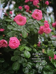 3AD93609-BF98-4F63-8439-169134BB41AE/L0/001