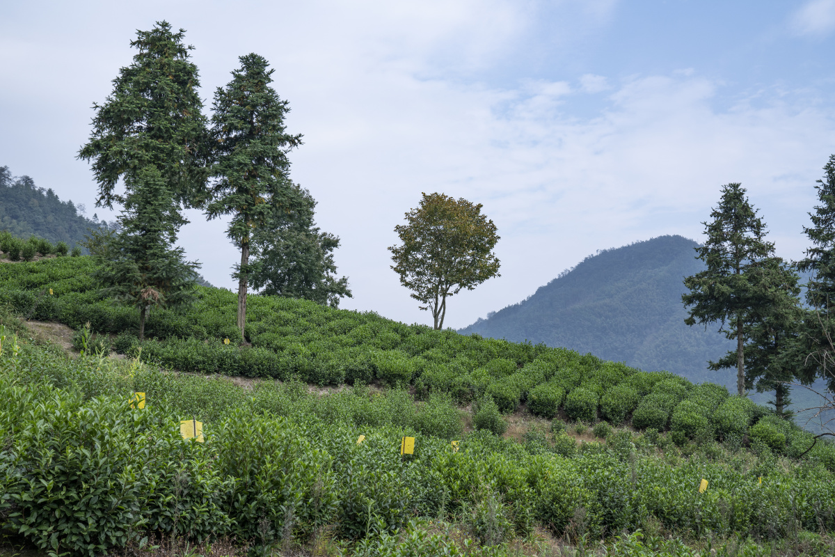 茶叶种植祁门红茶茶林生态环境有机经济农业