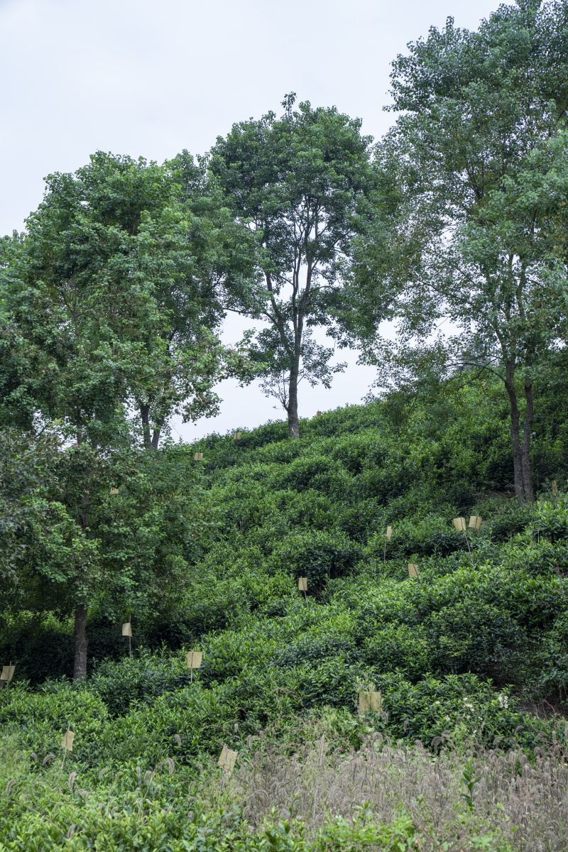 茶叶种植祁门红茶茶林生态环境有机经济农业
