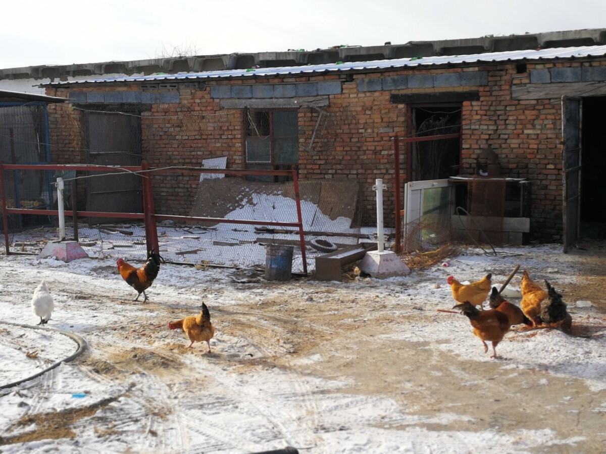 云南蛋鸡养殖场出租,建立养鸡场前需选择适合自己的鸡种