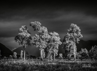 _64548300