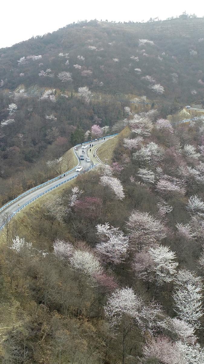 光山王母观风景区樱花满山开