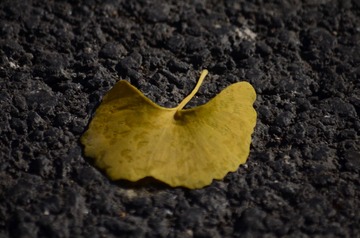 PIC_20131103_125334_8B9
