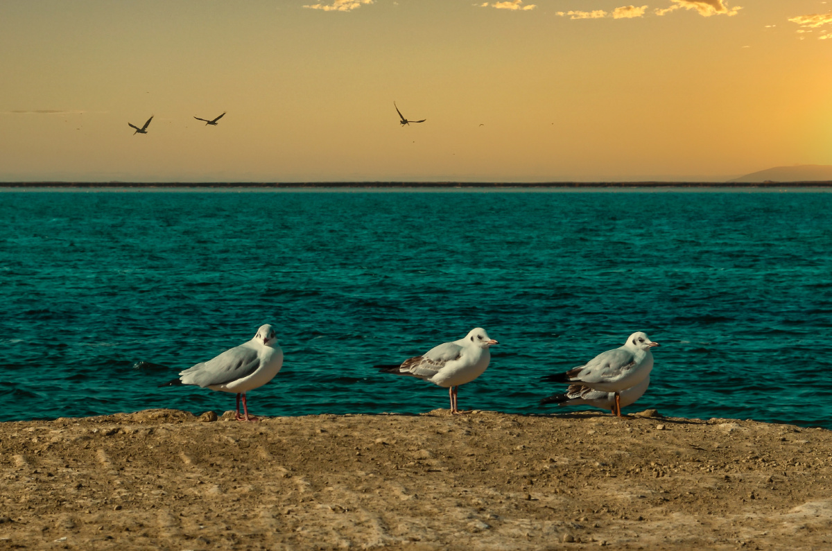 地理云上的日子这张天空必须要分享自然人文地理摄影组鸟海海洋海鸥