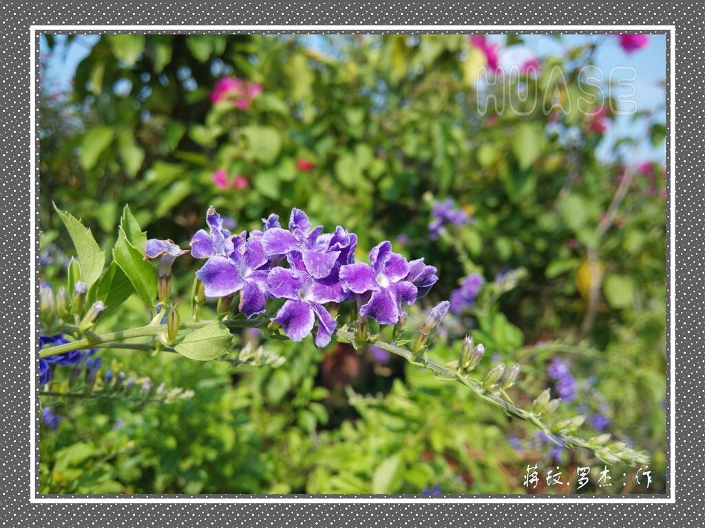 花色