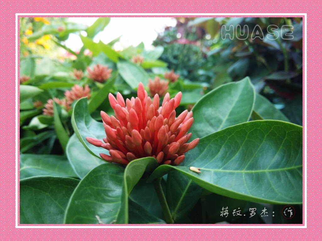 花色