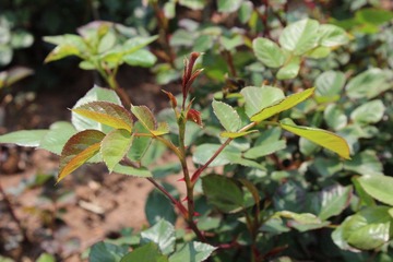 植物作品不会拍，望多指教