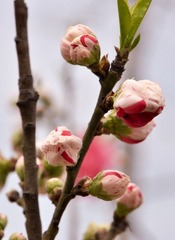 20110420-DSC_0453-1