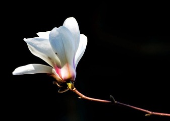 玉兰花3