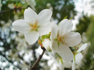 CIMG0113.JPG
