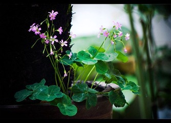 院子里的酢浆花