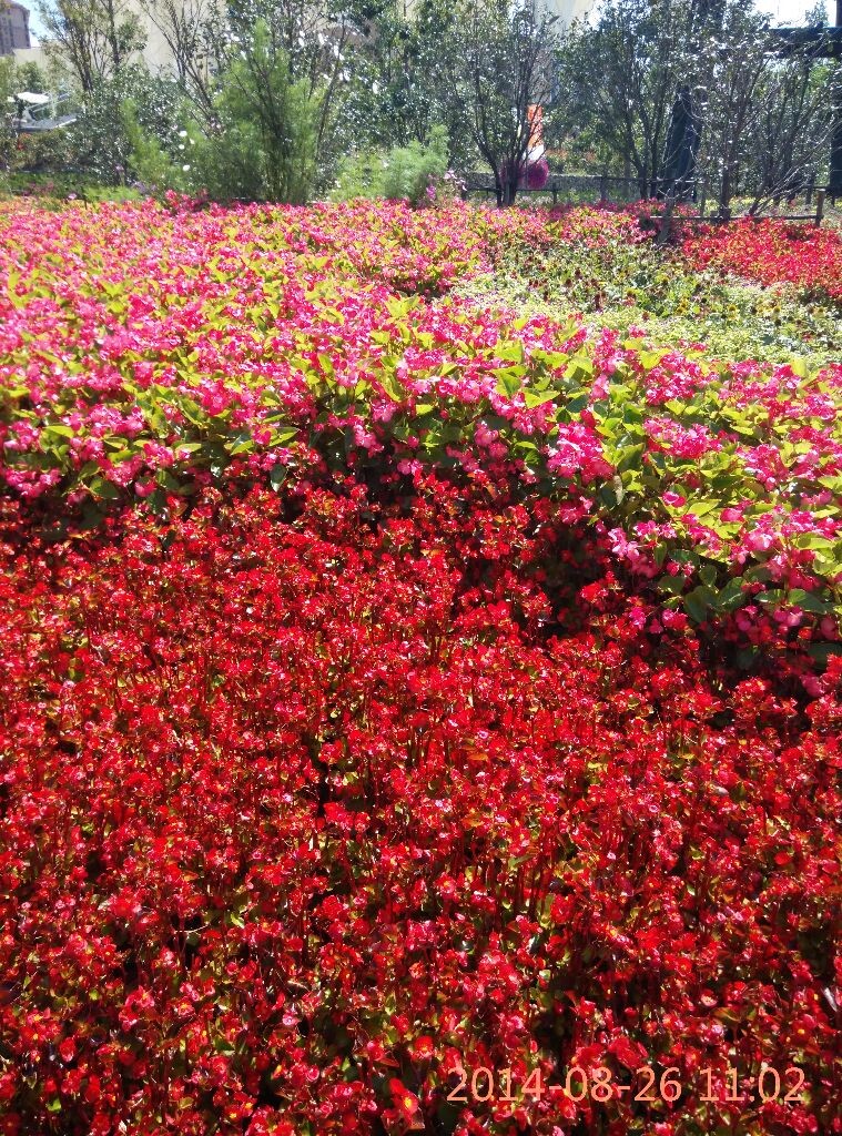 花海