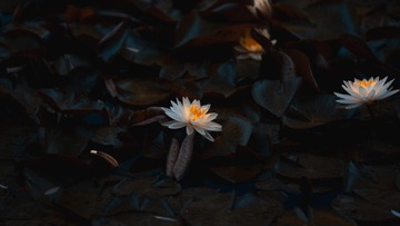 1000036672