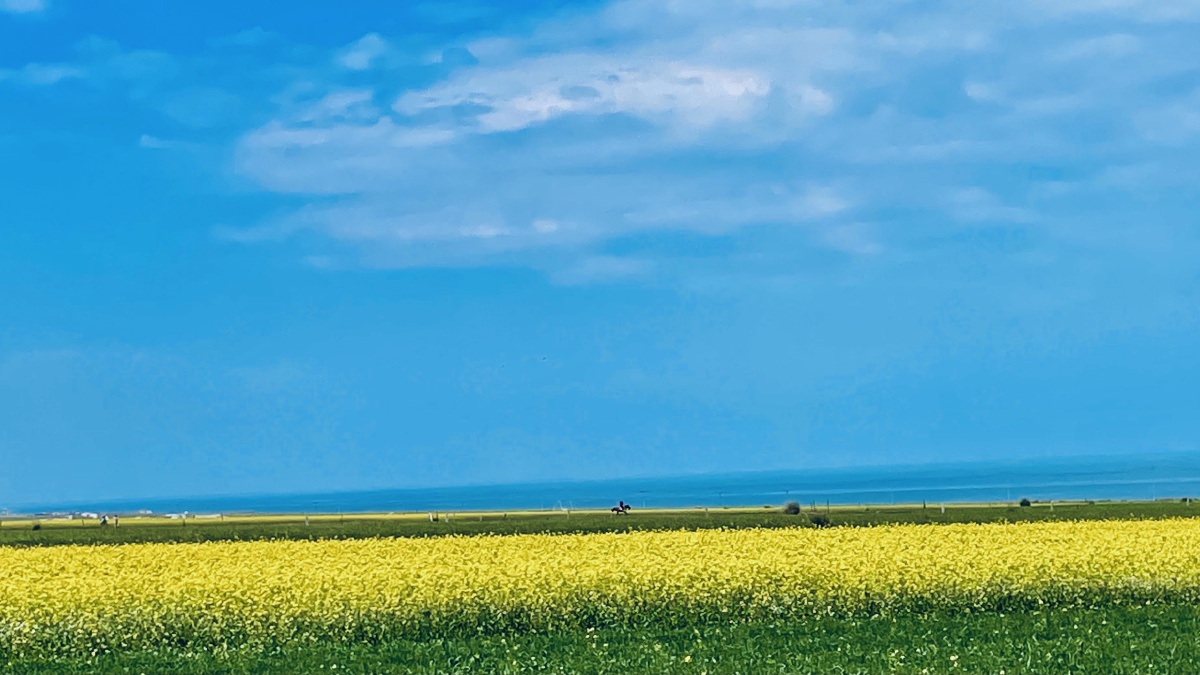 青海油菜花