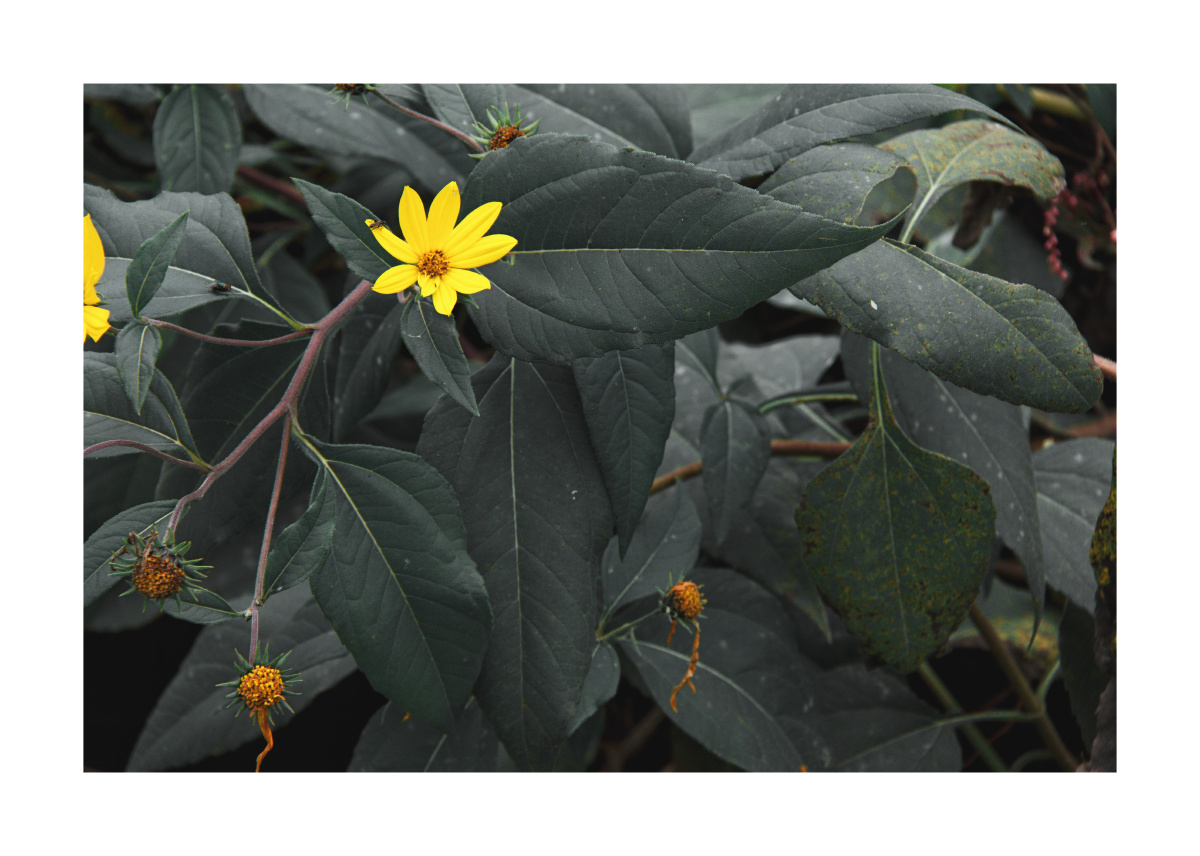 明日黄花人未老