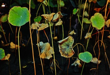 残荷