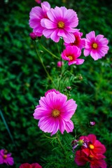 小花
