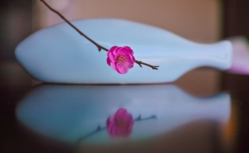 梅