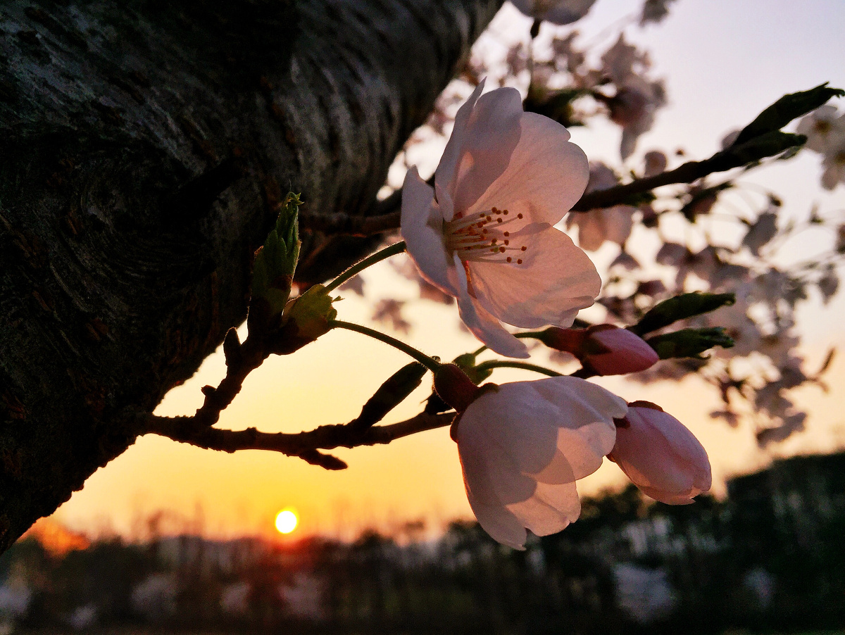 2015年4月,韩国首尔正值樱花盛开,落日美景让人沉醉