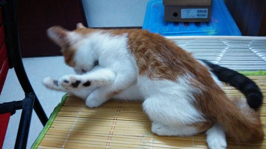 哼，我是猫总裁！