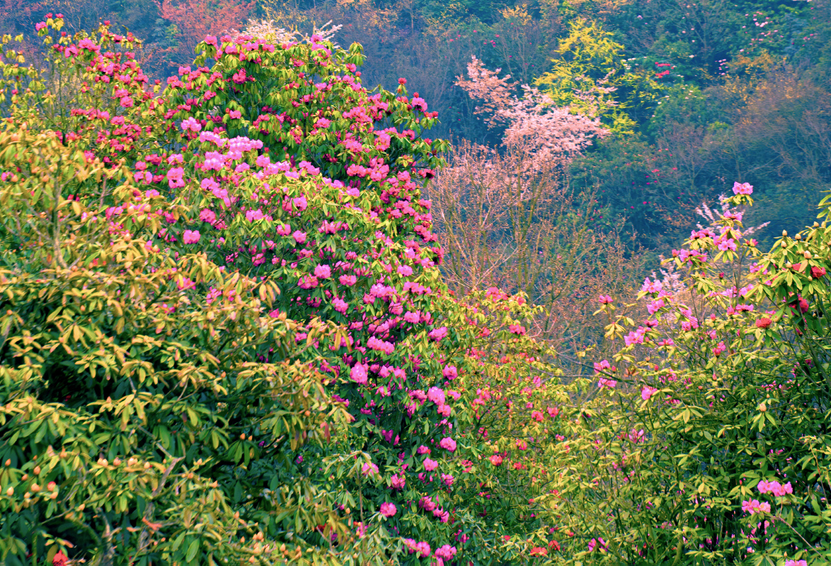 百里杜鹃花贵州省毕节市大方县中国百里杜鹃风景区