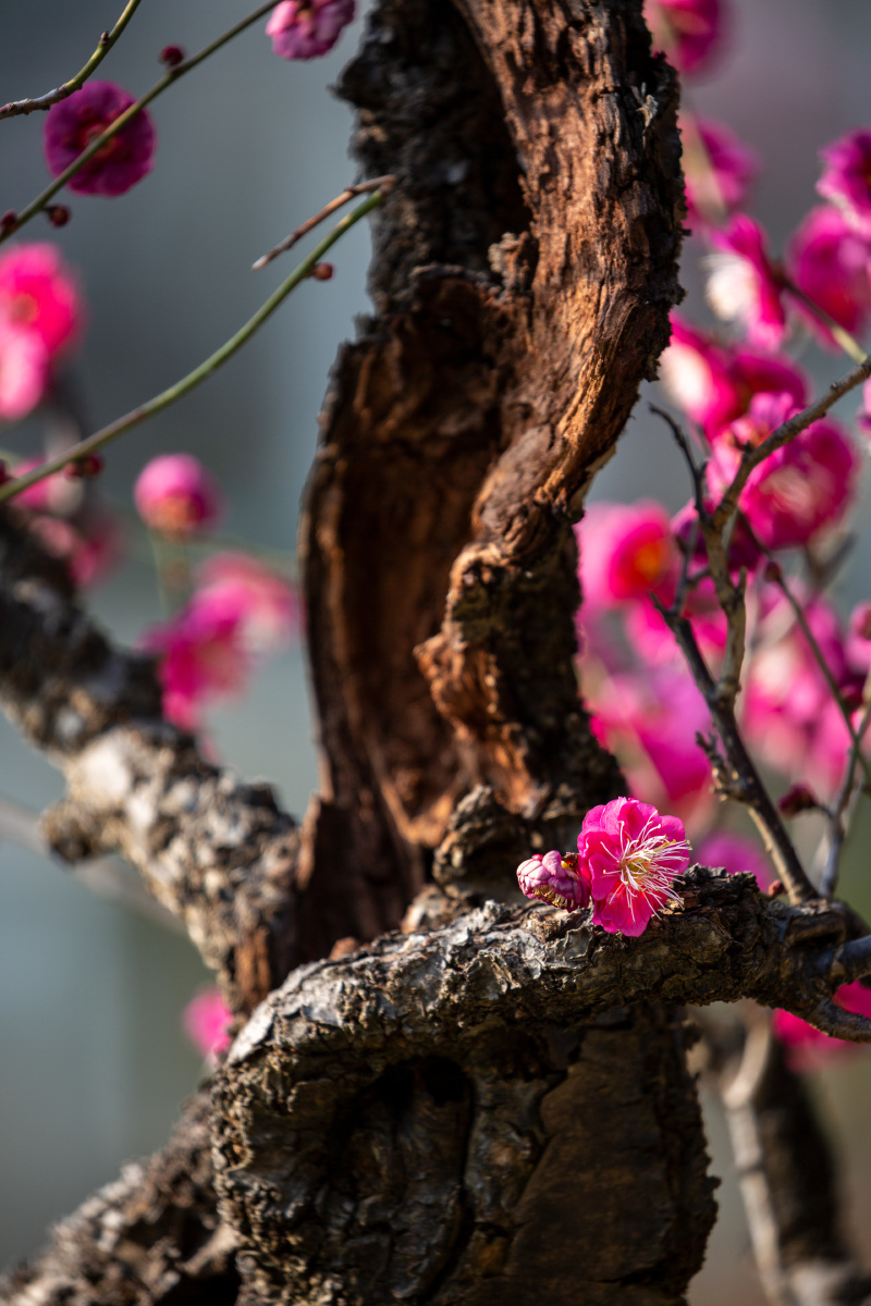 枯木逢春南京古林公园