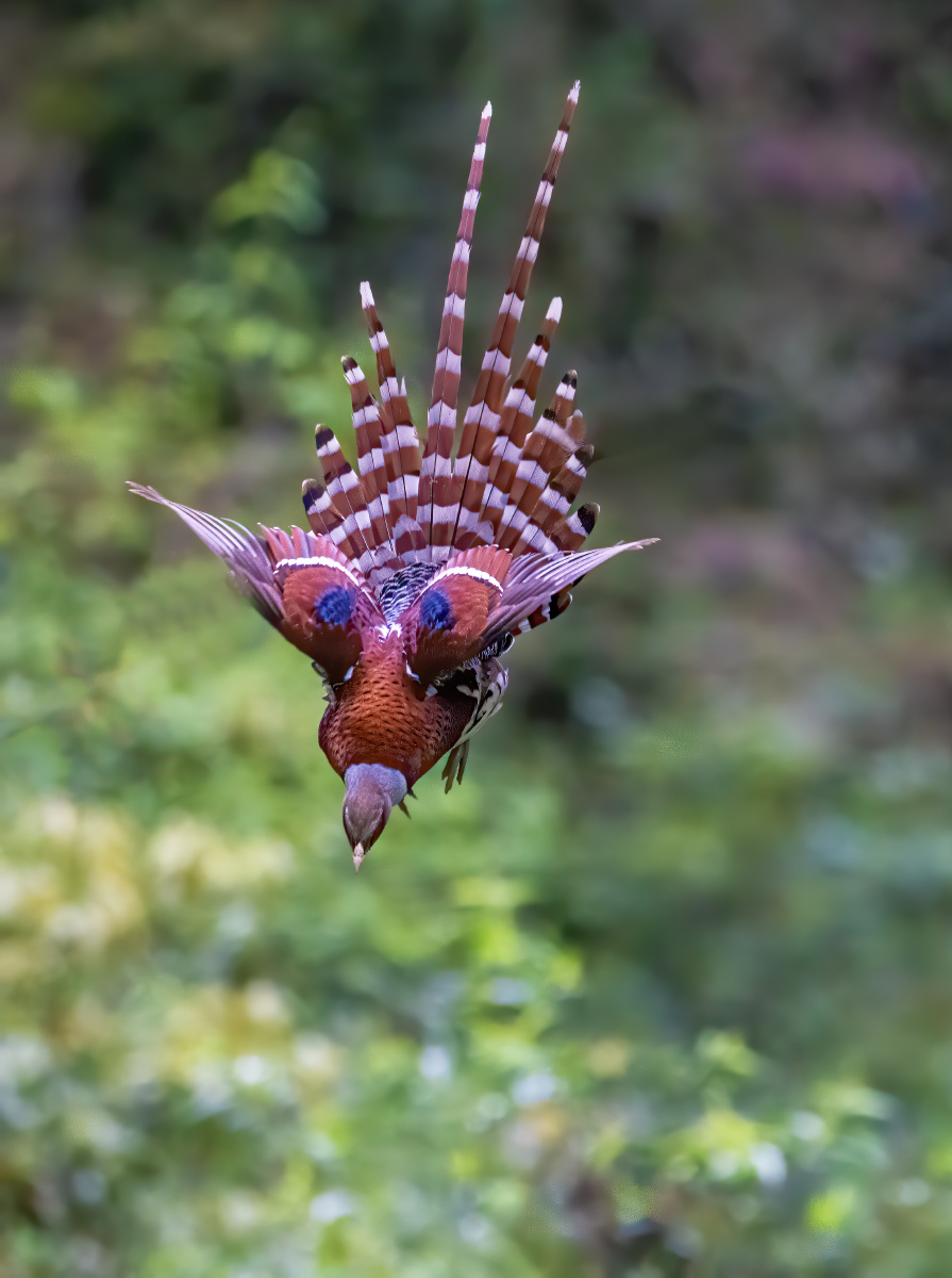 白颈长尾雉福建省三明市永安