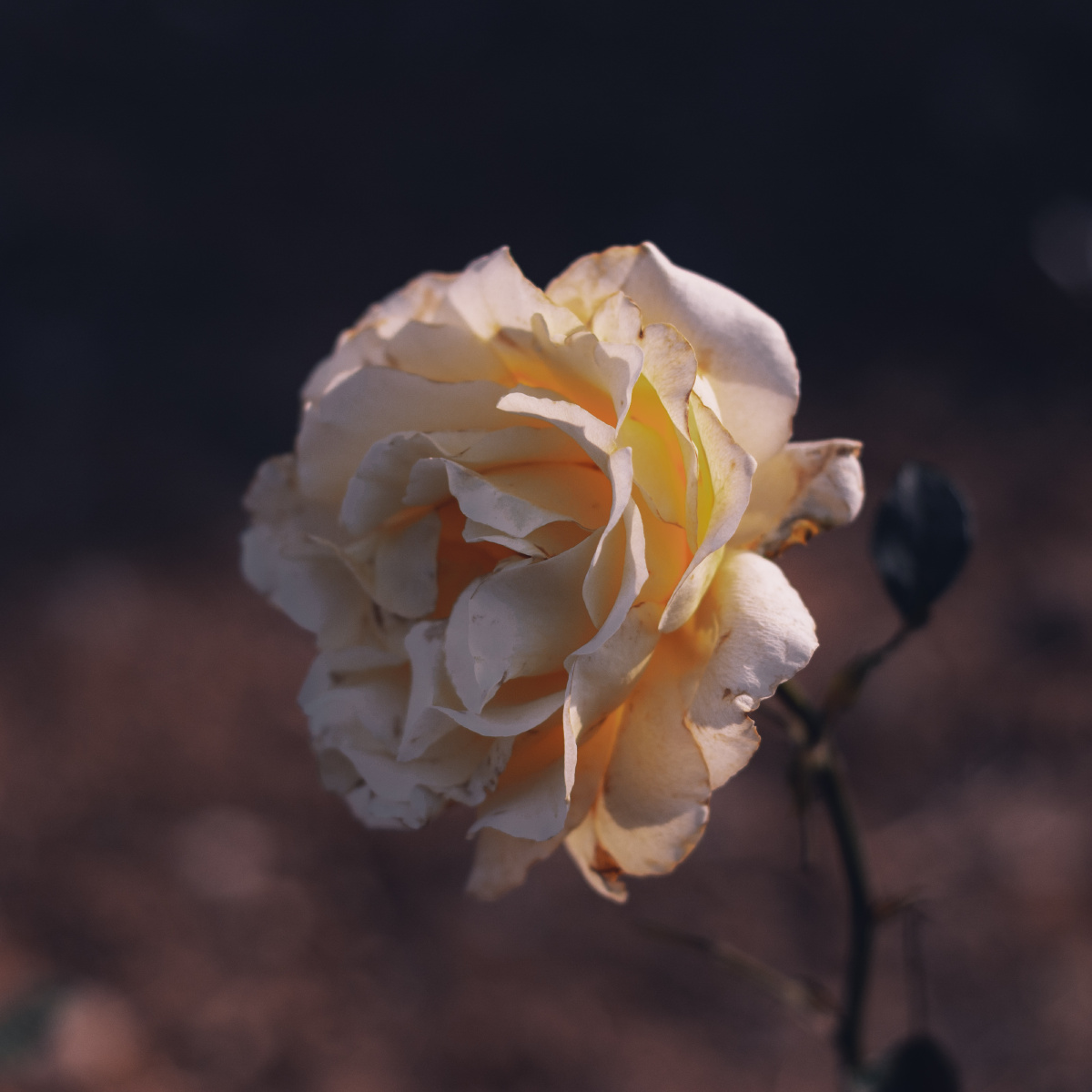 开不完的根号二